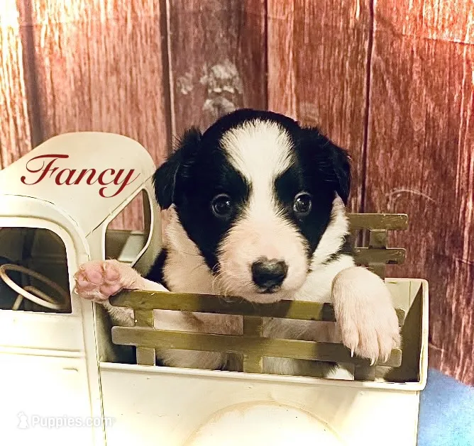 Fancy – Border Collie puppy for sale in Cleveland, NC
