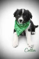 Colin, a male Border Collie for sale in Cleveland, NC – Photo 1 of 3