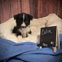 Colin, a male Border Collie for sale in Cleveland, NC – Photo 2 of 3
