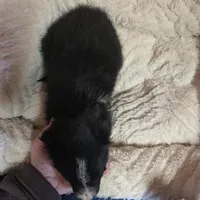 Colin, a male Border Collie for sale in Cleveland, NC – Photo 3 of 3