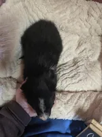 Colin, a male Border Collie for sale in Cleveland, NC – Photo 3 of 3