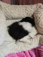 Eloise, a female Border Collie for sale in Cleveland, NC – Photo 3 of 3