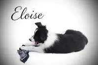 Eloise, a female Border Collie for sale in Cleveland, NC – Photo 1 of 3