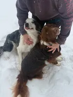 Merle, a male Border Collie for sale in Cleveland, NC – 3 of 4