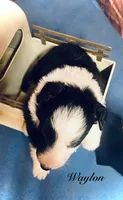 Waylon, a male Border Collie for sale in Cleveland, NC – 2 of 4