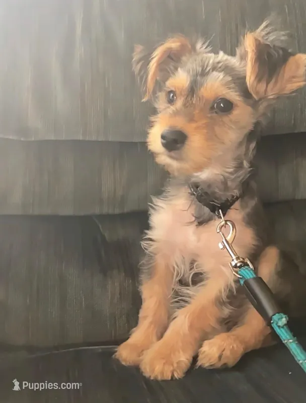 Gingles, a male Yorkshire Terrier for sale in Winston-Salem, NC – Photo 1 of 2