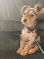 Gingles, a male Yorkshire Terrier for sale in Winston-Salem, NC – Photo 1 of 2