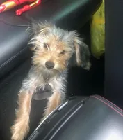 Gingles , a male Yorkshire Terrier for sale in Winston-Salem, NC – Photo 2 of 2