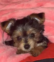 Stormi, a female Yorkshire Terrier for sale in Winston-Salem, NC – Photo 2 of 3