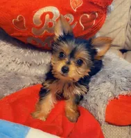 Stormi, a female Yorkshire Terrier for sale in Winston-Salem, NC – Photo 3 of 3