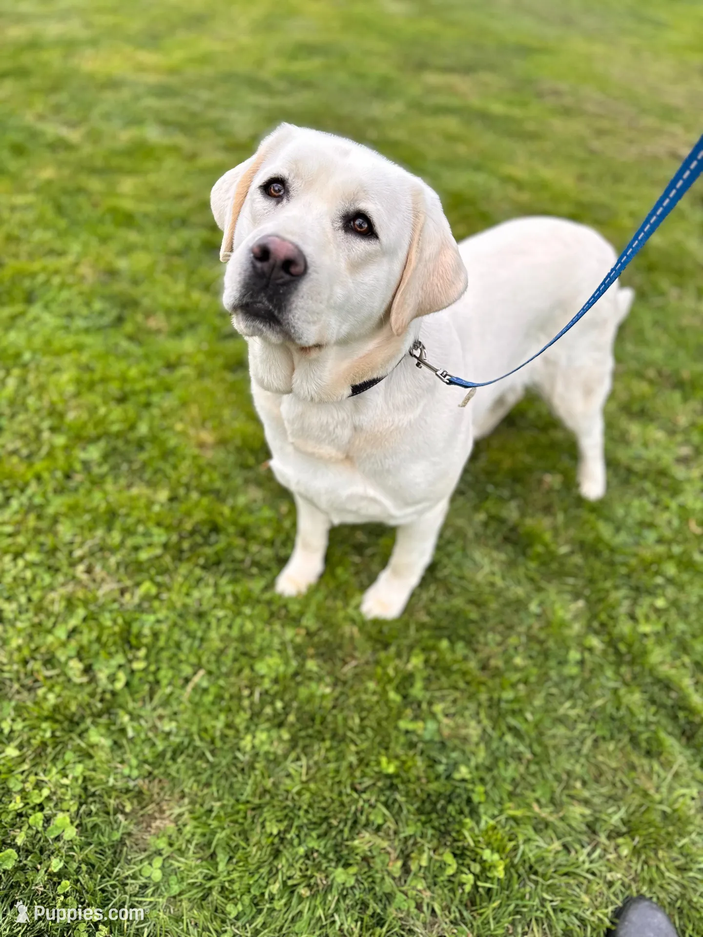 Gracie, a female Labrador Retriever for sale in Kirkwood, PA – Photo 2 of 4