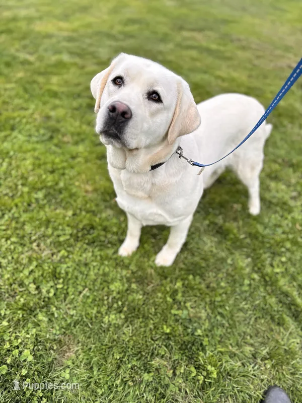 Gracie – Labrador Retriever puppy for sale in Kirkwood, PA