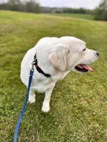 Gracie, a female Labrador Retriever for sale in Kirkwood, PA – Photo 3 of 4