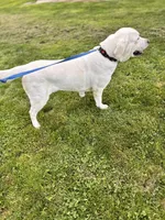 Gracie, a female Labrador Retriever for sale in Kirkwood, PA – Photo 4 of 4