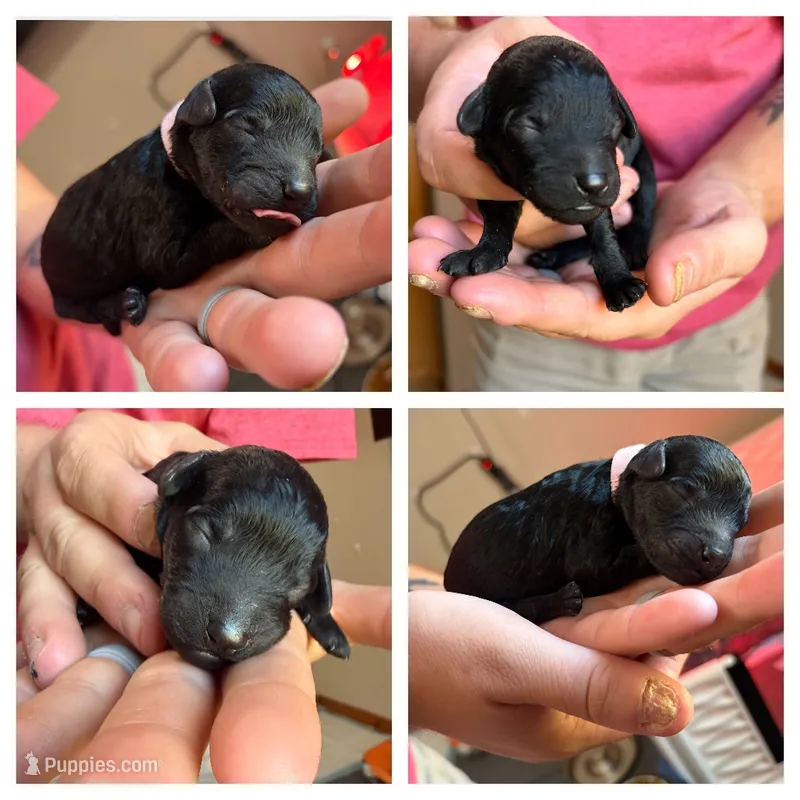 Boo – Poodle - Miniature  puppy for sale in Lexington, NC