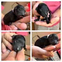 Boo, a female Poodle - Miniature  for sale in Lexington, NC – 1 of 1