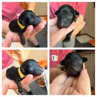 Pumpkin , a female Poodle - Miniature  for sale in Lexington, NC – 1 of 1