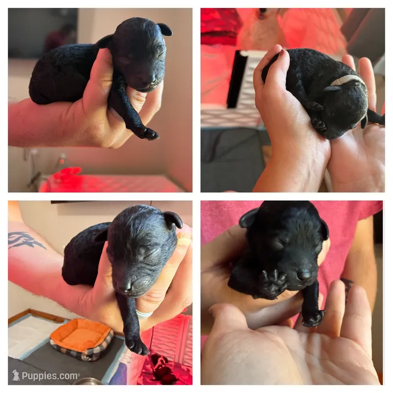 Reaper  – Poodle - Miniature  puppy for sale in Lexington, NC