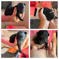 Reaper , a male Poodle - Miniature  for sale in Lexington, NC – 1 of 1