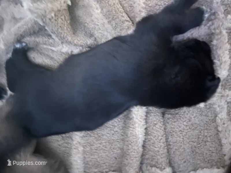 You choose  – German Shepherd Dog, Maremma Sheepdog puppy for sale in Tampa, FL