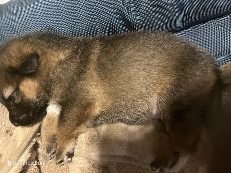 You choose  – German Shepherd Dog, Maremma Sheepdog puppy for sale in Tampa, FL
