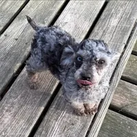 Smokey, a male Shih Tzu and Poodle - Toy  for sale in Rockville, IN – 7 of 9