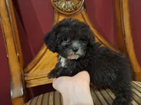 Smokey, a male Shih Tzu and Poodle - Toy  for sale in Rockville, IN – 4 of 9