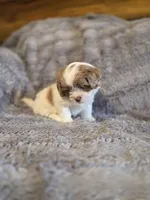 Remmy, a male Shihpoo for sale in Crawfordsville, IN – Photo 10 of 10