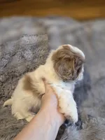 Remmy, a male Shihpoo for sale in Crawfordsville, IN – Photo 8 of 10