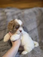 Remmy, a male Shihpoo for sale in Crawfordsville, IN – Photo 1 of 10