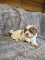 Remmy, a male Shihpoo for sale in Crawfordsville, IN – Photo 6 of 10
