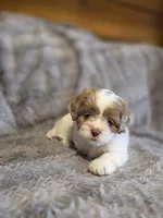 Remmy, a male Shihpoo for sale in Crawfordsville, IN – Photo 4 of 10