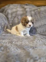Remmy, a male Shihpoo for sale in Crawfordsville, IN – Photo 7 of 10
