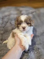 Remmy, a male Shihpoo for sale in Crawfordsville, IN – Photo 9 of 10