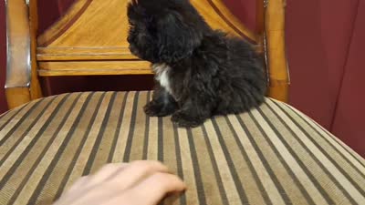 Smokey, a male Shih Tzu and Poodle - Toy  for sale in Rockville, IN – 8 of 9