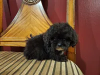 Dusk, a male Shih Tzu and Poodle - Toy  for sale in Rockville, IN – 5 of 9