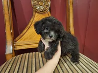 Smokey, a male Shih Tzu and Poodle - Toy  for sale in Rockville, IN – 3 of 9