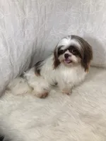 Smokey, a male Shih Tzu and Poodle - Toy  for sale in Rockville, IN – 9 of 9