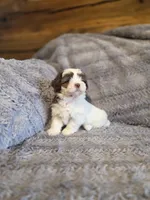 Cookie, a female Shihpoo for sale in Crawfordsville, IN – Photo 9 of 10