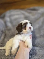 Cookie, a female Shihpoo for sale in Crawfordsville, IN – Photo 1 of 10