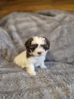 Cookie, a female Shihpoo for sale in Crawfordsville, IN – Photo 4 of 10
