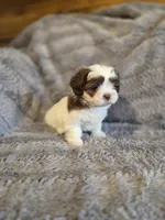 Cookie, a female Shihpoo for sale in Crawfordsville, IN – Photo 7 of 10