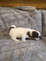 Cookie, a female Shihpoo for sale in Crawfordsville, IN – Photo 5 of 10