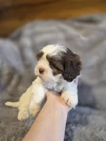 Cookie, a female Shihpoo for sale in Crawfordsville, IN – Photo 2 of 10