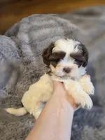 Cookie, a female Shihpoo for sale in Crawfordsville, IN – Photo 3 of 10