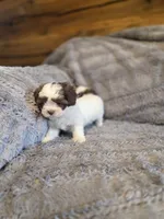 Cookie, a female Shihpoo for sale in Crawfordsville, IN – Photo 6 of 10