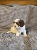 Cookie, a female Shihpoo for sale in Crawfordsville, IN – Photo 8 of 10