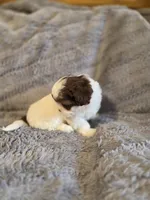 Cookie, a female Shihpoo for sale in Crawfordsville, IN – Photo 10 of 10