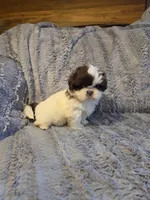 Cocoa Puff, a male Shih Tzu for sale in Crawfordsville, IN – Photo 2 of 10