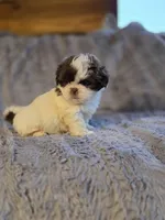 Cocoa Puff, a male Shih Tzu for sale in Crawfordsville, IN – Photo 5 of 10